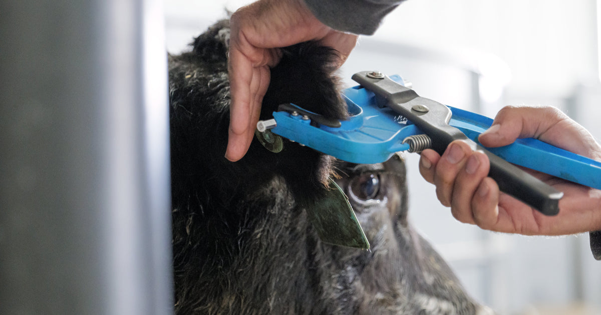 livestock ear tissue sampling tool